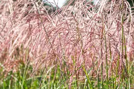 Miscanthus sinensis 'Flamingo' (Prachtriet 'Flamingo') - afbeelding 6