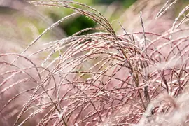 Miscanthus sinensis 'Flamingo' (Prachtriet 'Flamingo') - afbeelding 7