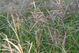 Miscanthus sinensis 'Flamingo' (Prachtriet 'Flamingo') - afbeelding 8