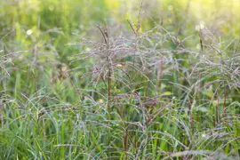 Miscanthus sinensis 'Flamingo' (Prachtriet 'Flamingo') - afbeelding 11