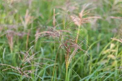 Miscanthus sinensis 'Flamingo' (Prachtriet 'Flamingo') - afbeelding 12