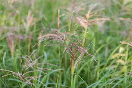 Miscanthus sinensis 'Flamingo' (Prachtriet 'Flamingo') - afbeelding 12