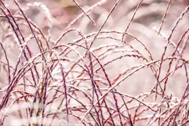 Miscanthus sinensis 'Flamingo' (Prachtriet 'Flamingo') - afbeelding 3