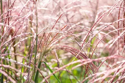 Miscanthus sinensis 'Flamingo' (Prachtriet 'Flamingo') - afbeelding 4