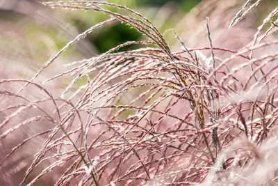Miscanthus sinensis 'Flamingo' (Prachtriet 'Flamingo') - afbeelding 7