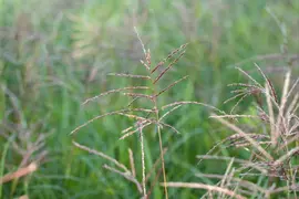 Miscanthus sinensis 'Flamingo' (Prachtriet 'Flamingo') - afbeelding 9