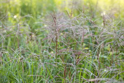 Miscanthus sinensis 'Flamingo' (Prachtriet 'Flamingo') - afbeelding 11