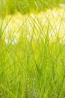 Miscanthus sinensis 'Gracillimus' (Prachtriet 'Gracillimus') - afbeelding 6