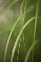 Miscanthus sinensis 'Gracillimus' (Prachtriet 'Gracillimus') - afbeelding 1