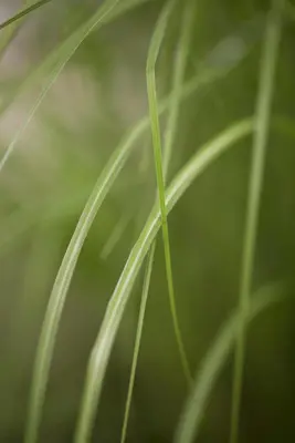 Miscanthus sinensis 'Gracillimus' (Prachtriet 'Gracillimus') - afbeelding 1