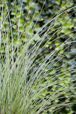 Miscanthus sinensis 'Gracillimus' (Prachtriet 'Gracillimus') - afbeelding 3