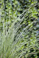 Miscanthus sinensis 'Gracillimus' (Prachtriet 'Gracillimus') - afbeelding 3