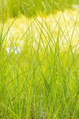 Miscanthus sinensis 'Gracillimus' (Prachtriet 'Gracillimus') - afbeelding 5