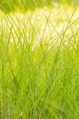 Miscanthus sinensis 'Gracillimus' (Prachtriet 'Gracillimus') - afbeelding 7