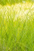 Miscanthus sinensis 'Gracillimus' (Prachtriet 'Gracillimus') - afbeelding 7