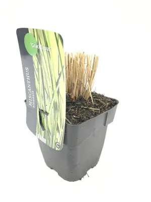 Miscanthus sinensis 'Gracillimus' (Prachtriet 'Gracillimus') - afbeelding 1