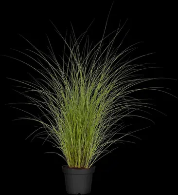 Miscanthus sinensis 'Gracillimus' (Prachtriet 'Gracillimus') - afbeelding 3