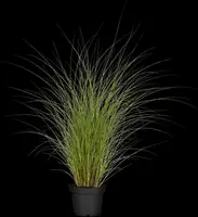 Miscanthus sinensis 'Gracillimus' (Prachtriet 'Gracillimus') - afbeelding 2