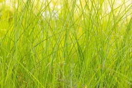 Miscanthus sinensis 'Gracillimus' (Prachtriet 'Gracillimus') - afbeelding 7