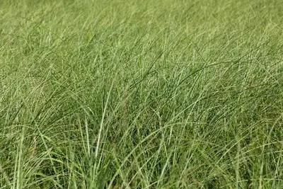 Miscanthus sinensis 'Gracillimus' (Prachtriet 'Gracillimus') - afbeelding 4