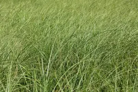 Miscanthus sinensis 'Gracillimus' (Prachtriet 'Gracillimus') - afbeelding 4