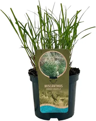 Miscanthus sinensis 'Graziella' (Prachtriet) 40cm - afbeelding 1
