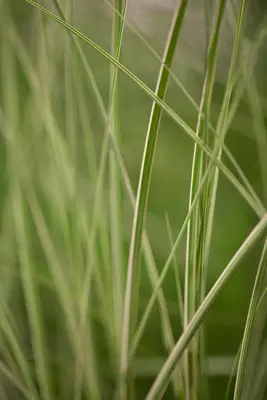 Miscanthus sinensis 'Kleine Silberspinne' (Prachtriet 'Kleine Silberspinne') - afbeelding 2