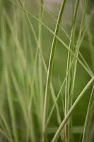 Miscanthus sinensis 'Kleine Silberspinne' (Prachtriet 'Kleine Silberspinne') - afbeelding 2