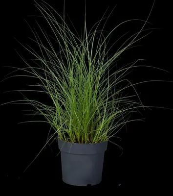 Miscanthus sinensis 'Kleine Silberspinne' (Prachtriet 'Kleine Silberspinne') - afbeelding 5