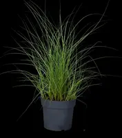 Miscanthus sinensis 'Kleine Silberspinne' (Prachtriet 'Kleine Silberspinne') - afbeelding 5