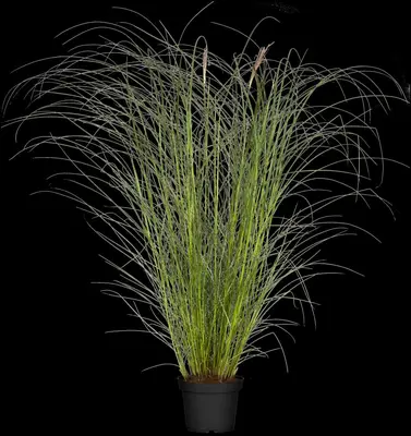 Miscanthus sinensis 'Kleine Silberspinne' (Prachtriet 'Kleine Silberspinne') - afbeelding 3