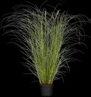 Miscanthus sinensis 'Kleine Silberspinne' (Prachtriet 'Kleine Silberspinne') - afbeelding 3