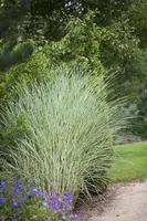 Miscanthus sinensis 'Morning Light' (Prachtriet 'Morning Light') - afbeelding 3