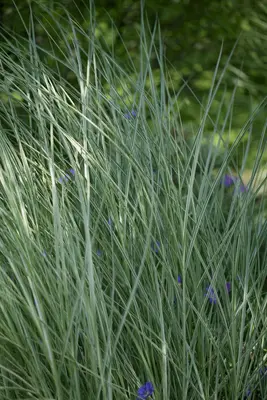 Miscanthus sinensis 'Morning Light' (Prachtriet 'Morning Light') - afbeelding 5