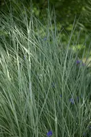 Miscanthus sinensis 'Morning Light' (Prachtriet 'Morning Light') - afbeelding 5