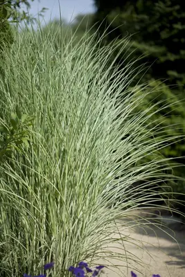 Miscanthus sinensis 'Morning Light' (Prachtriet 'Morning Light') - afbeelding 6