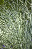 Miscanthus sinensis 'Morning Light' (Prachtriet 'Morning Light') - afbeelding 7