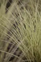 Miscanthus sinensis 'Morning Light' (Prachtriet 'Morning Light') - afbeelding 8