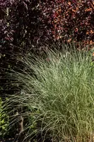 Miscanthus sinensis 'Morning Light' (Prachtriet 'Morning Light') - afbeelding 11