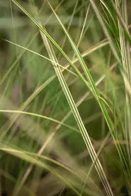 Miscanthus sinensis 'Morning Light' (Prachtriet 'Morning Light') - afbeelding 2