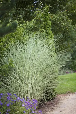 Miscanthus sinensis 'Morning Light' (Prachtriet 'Morning Light') - afbeelding 3