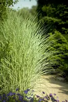 Miscanthus sinensis 'Morning Light' (Prachtriet 'Morning Light') - afbeelding 4
