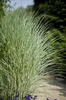 Miscanthus sinensis 'Morning Light' (Prachtriet 'Morning Light') - afbeelding 6