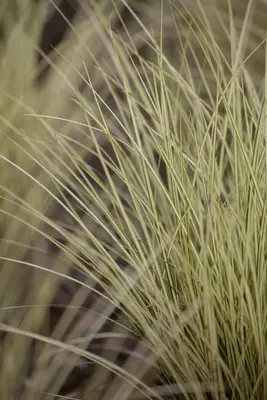 Miscanthus sinensis 'Morning Light' (Prachtriet 'Morning Light') - afbeelding 8