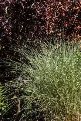 Miscanthus sinensis 'Morning Light' (Prachtriet 'Morning Light') - afbeelding 11