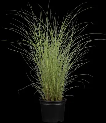 Miscanthus sinensis 'Morning Light' (Prachtriet 'Morning Light') - afbeelding 1