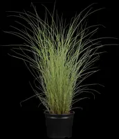 Miscanthus sinensis 'Morning Light' (Prachtriet 'Morning Light') - afbeelding 1