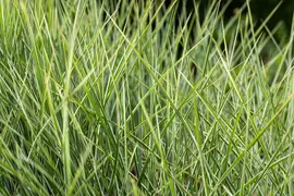 Miscanthus sinensis 'Morning Light' (Prachtriet 'Morning Light') - afbeelding 9
