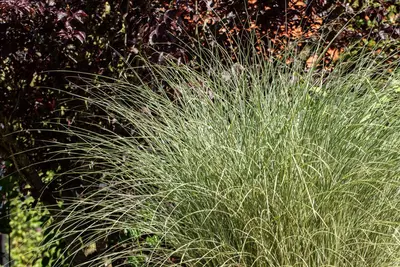 Miscanthus sinensis 'Morning Light' (Prachtriet 'Morning Light') - afbeelding 10