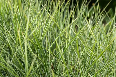 Miscanthus sinensis 'Morning Light' (Prachtriet 'Morning Light') - afbeelding 9